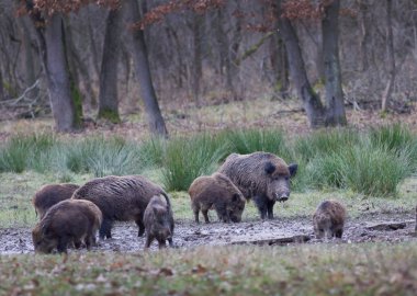 Yaban domuzu (sus scrofa ferus)