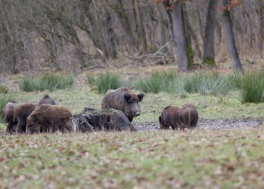 Yaban domuzu (sus scrofa ferus)