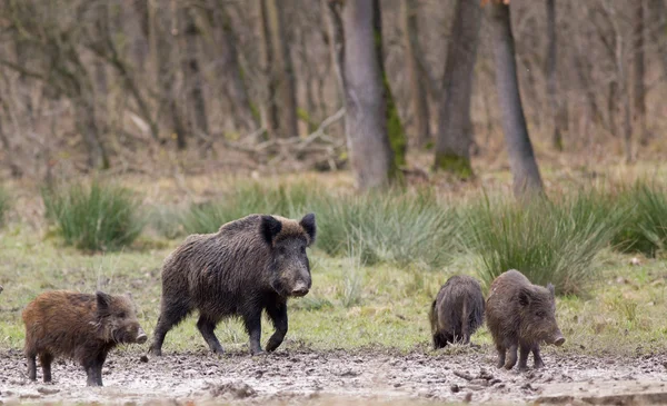 Wilde zwijnen (sus scrofa ferus) — Stockfoto