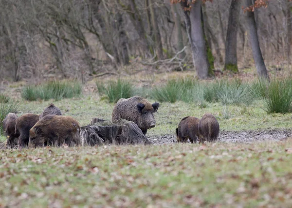 Wildschweine (sus scrofa ferus)) — Stockfoto