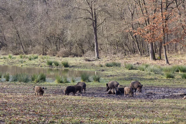 Cinghiali (sus scrofa ferus ) — Foto Stock