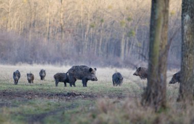 Wild boars clipart
