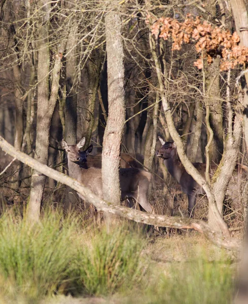 Hinds — Stockfoto