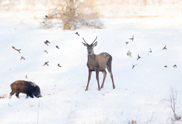 Wild animals on snow — Stock Photo, Image