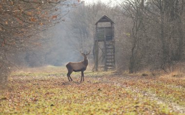 Red deer in forest clipart