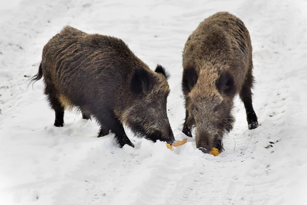 Yaban domuzları karda — Stok fotoğraf