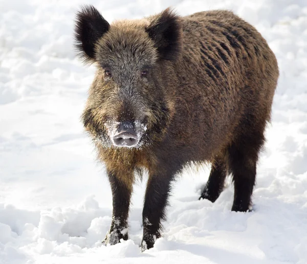 Kar üzerinde yaban domuzu — Stok fotoğraf