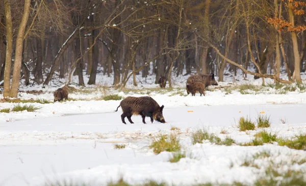 Wild boars on snow — Stock Photo, Image