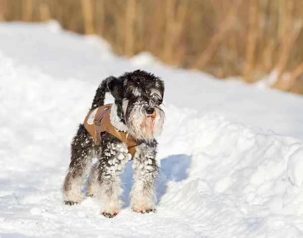 Hund in Jacke — Stockfoto