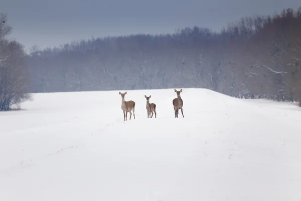 Hinds on snow — Stock Photo, Image