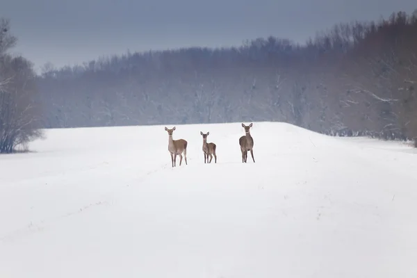 Hindernisse auf Schnee — Stockfoto