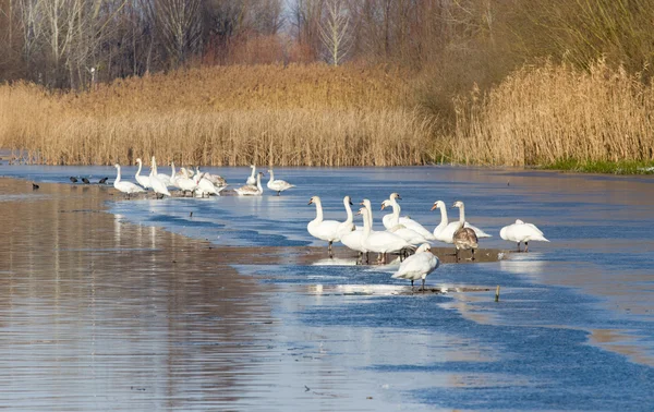 Лебеді на узбережжі річки — стокове фото