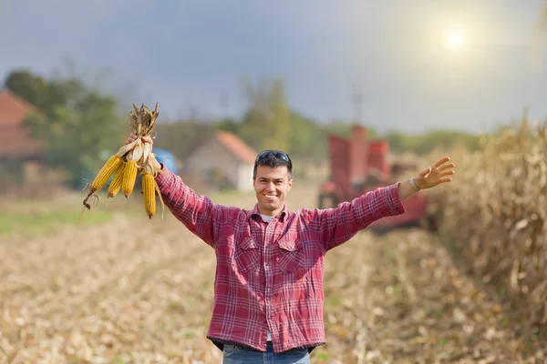 Homem no campo de milho — Fotografia de Stock