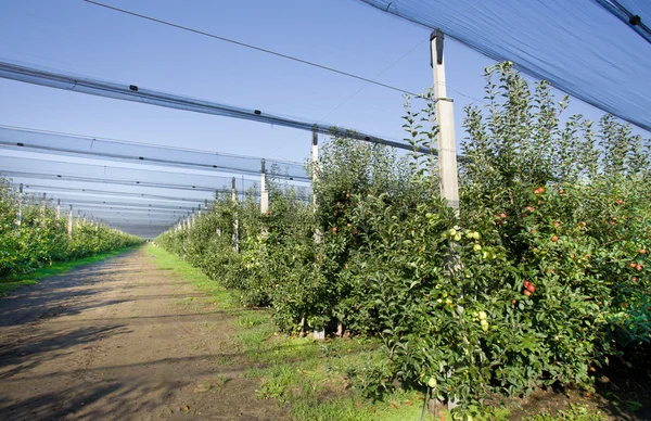 Modern elma meyve bahçesi — Stok fotoğraf