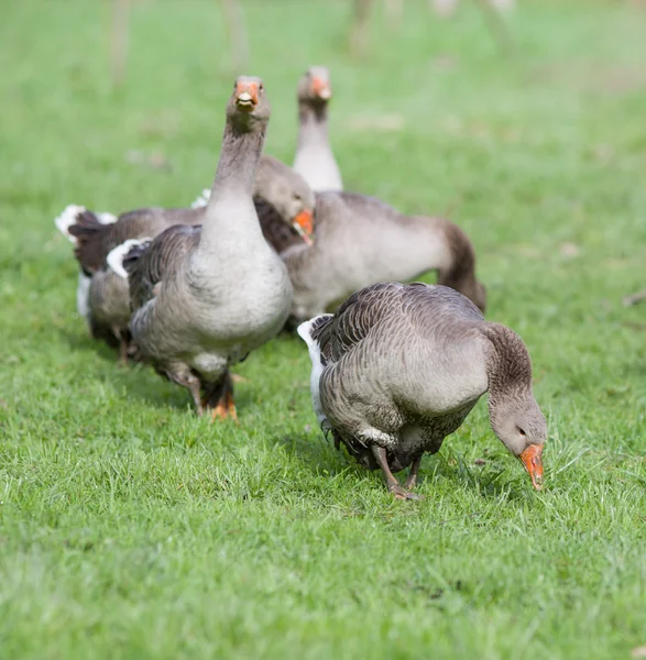 Graylag geese — Stock Photo, Image