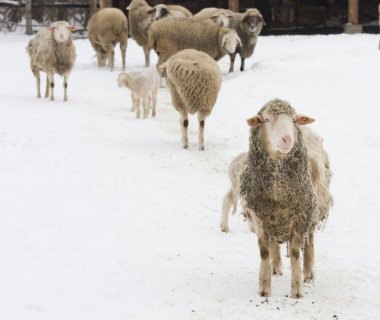 Koyun sürüsü karda