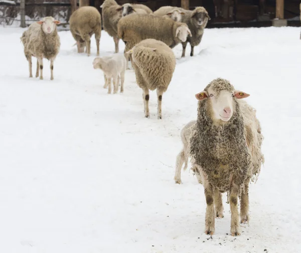 Sheep herd on snow — Stock Photo, Image