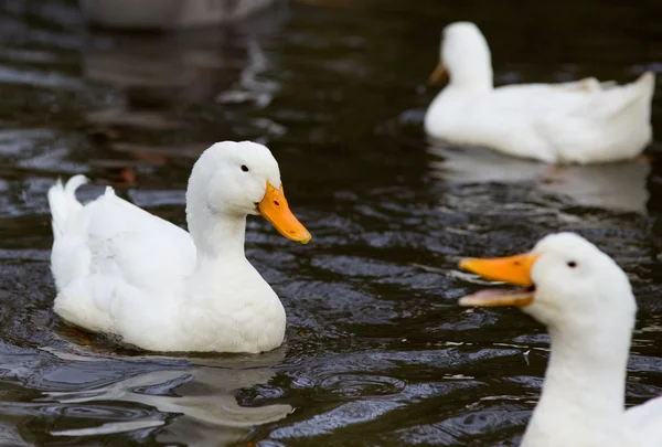 Witte eenden — Stockfoto