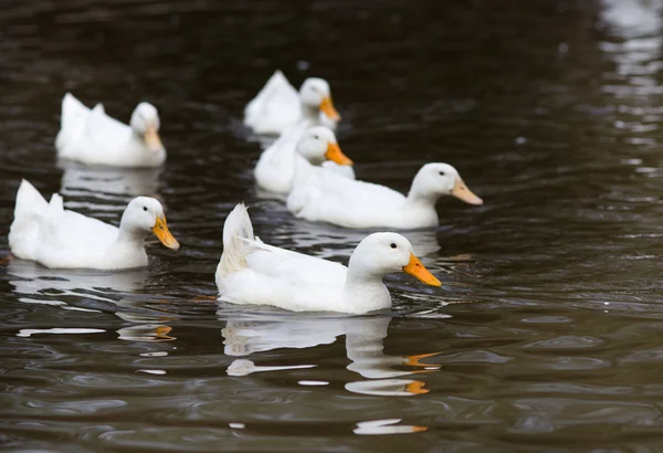 Białe kaczki — Zdjęcie stockowe