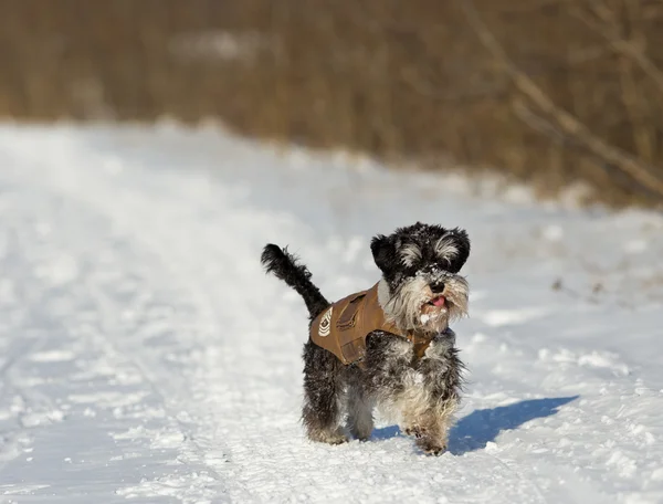 Hond in jas op sneeuw — Stockfoto