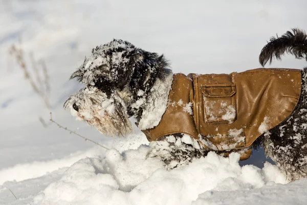 Perro con chaqueta en la nieve — Foto de Stock