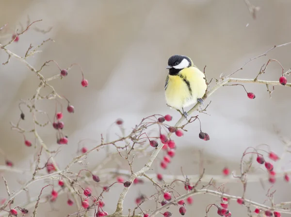 Great tit — Stock Photo, Image