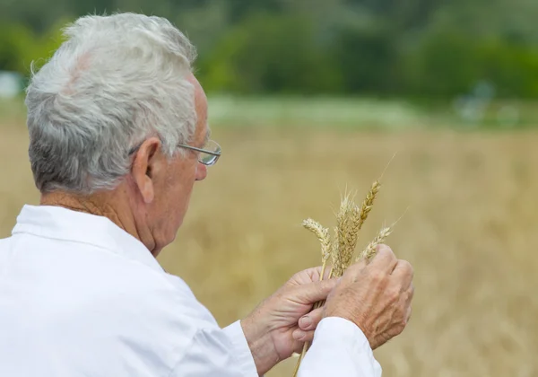 Agronomist in wheat field — Stock Photo, Image