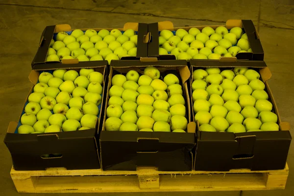 Äpfel in Schachteln — Stockfoto