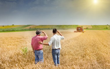 Buğday alanında iş ortakları