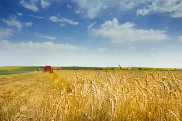 麦刈り — ストック写真