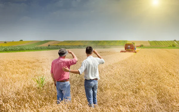 Деловые партнеры на пшеничном поле — стоковое фото