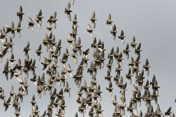 Vogels vliegen — Stockfoto