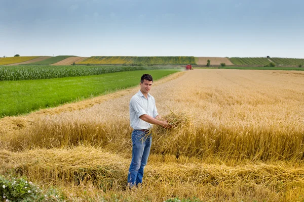 Raccolta del grano — Foto Stock