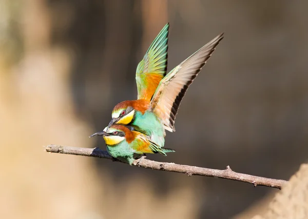 Bee-eaters mating — Stock Photo, Image