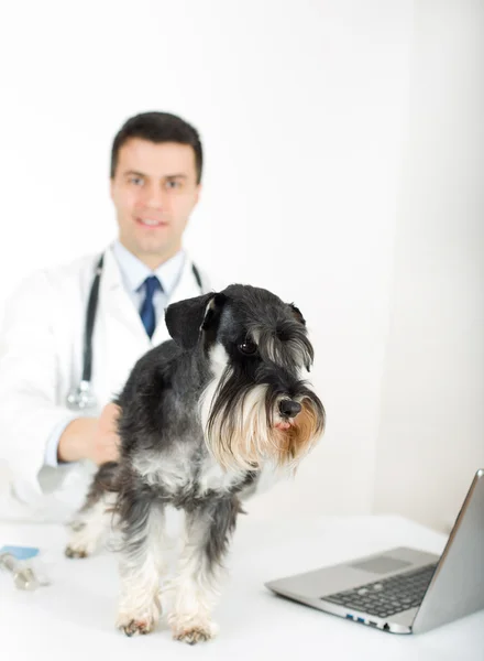 Miniature schnauzer with veterinarian — Stock Photo, Image