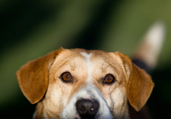 Dog eyes — Stock Photo, Image