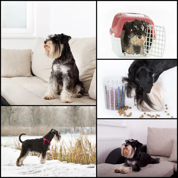 Dog life collage — Stock Photo, Image