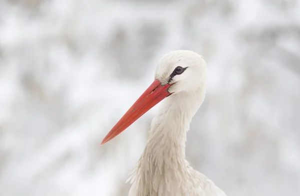 Witte ooievaar hoofd — Stockfoto