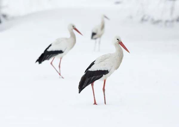 Cicogne nella neve — Foto Stock