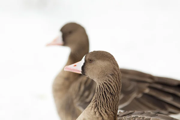 Geese — Stock Photo, Image