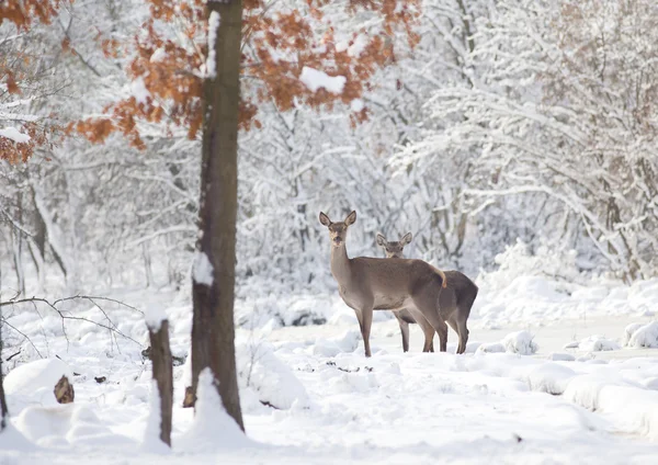 Hinds in snow — Stock Photo, Image