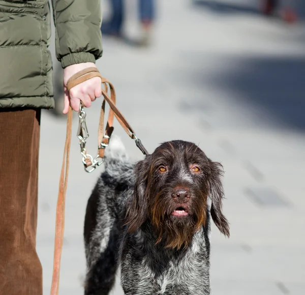 Hund an der Leine — Stockfoto