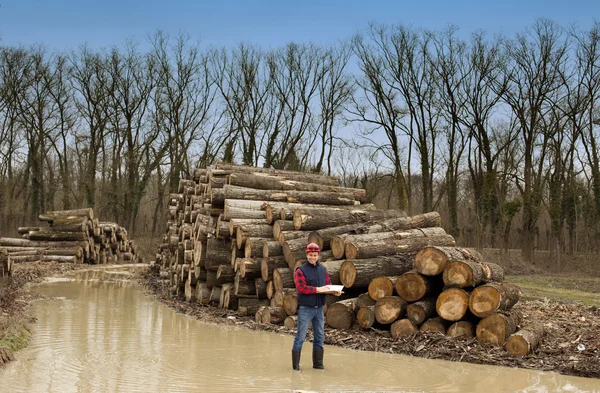 Taglialegna nella foresta — Foto Stock