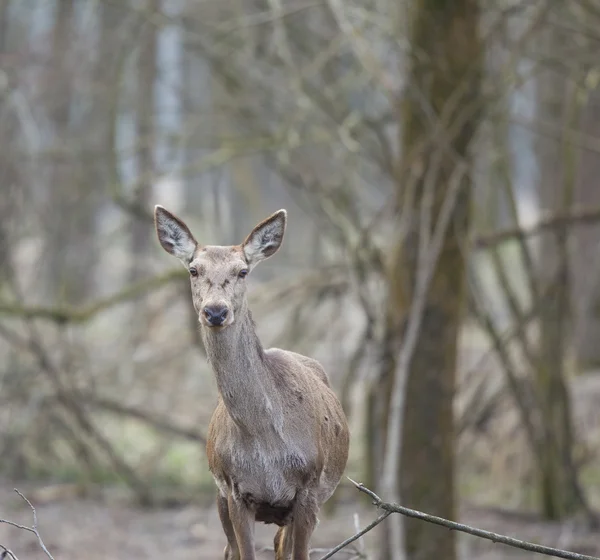 Hind en el bosque —  Fotos de Stock