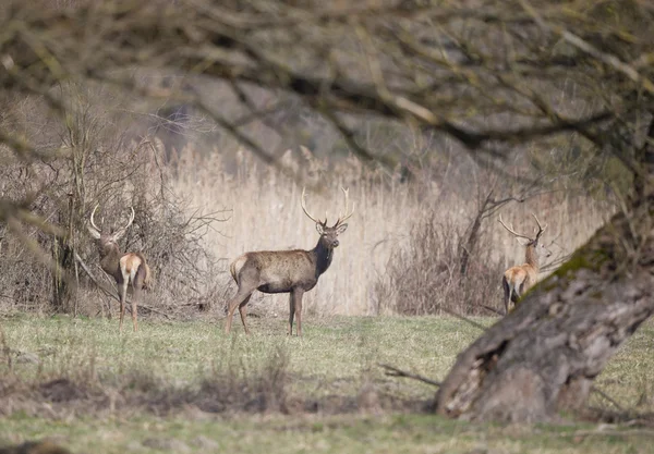 Cerf rouge — Photo