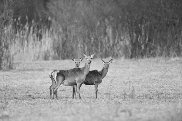 Hirschkuh mit zwei jungen Hirschen — Stockfoto