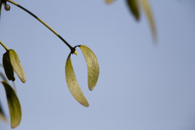 Ökse otu yaprakları