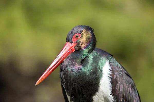 Zwarte ooievaar — Stockfoto