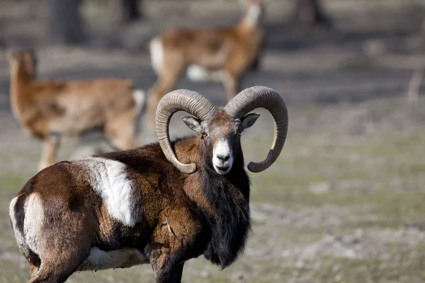 Mouflon guardando la fotocamera — Foto Stock