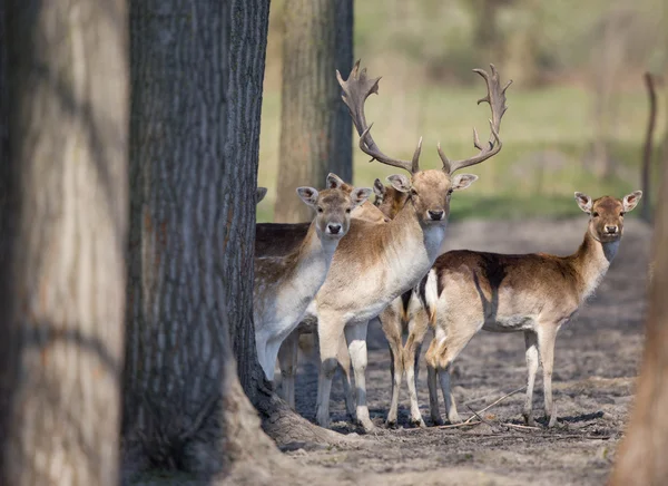 Damwildherde — Stockfoto